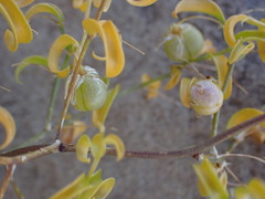 Asparagus multituberosus