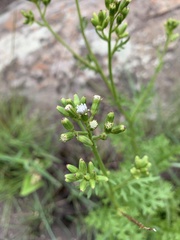 Senecio rhyncholaenus