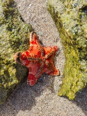 Gymnanthenea globigera