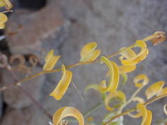 Asparagus multituberosus