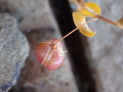 Asparagus multituberosus