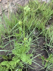 Senecio rhyncholaenus