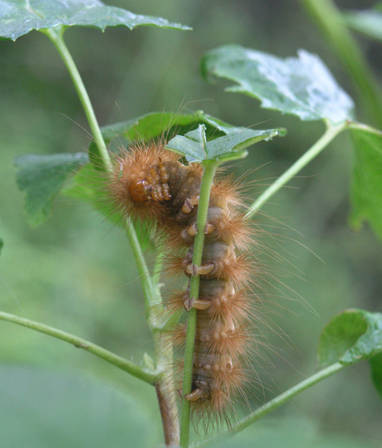 Buff Ermine photo 5