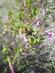 Vesalea occidentalis