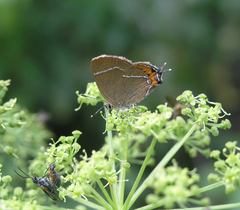 Satyrium prunoides