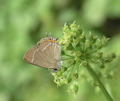 Satyrium prunoides