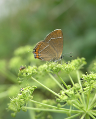 Satyrium prunoides