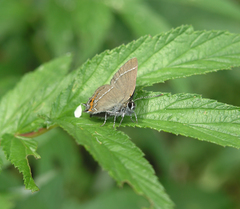 Satyrium prunoides