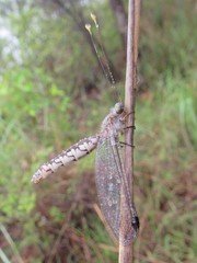 Suhpalacsa subtrahens