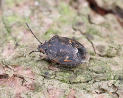 Holcogaster fibulata