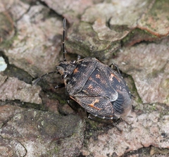 Holcogaster fibulata