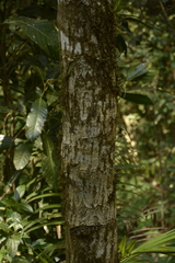 Calophyllum polyanthum