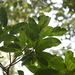 Calophyllum polyanthum - Photo (c) Siddarth Machado, μερικά δικαιώματα διατηρούνται (CC BY), uploaded by Siddarth Machado