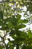 Calophyllum polyanthum - Photo (c) Siddarth Machado, some rights reserved (CC BY), uploaded by Siddarth Machado