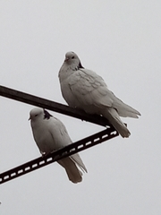 Columba livia domestica
