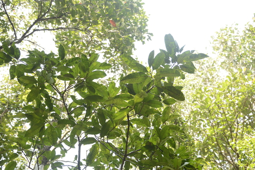 Image of Calophyllum polyanthum by (c) Siddarth Machado, some rights reserved (CC BY)