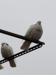 Columba livia domestica