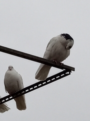 Columba livia domestica