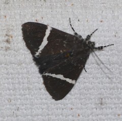 Coenotoca subaspersa