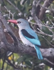 Halcyon senegaloides