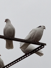 Columba livia domestica