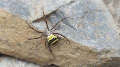Argiope aetheroides