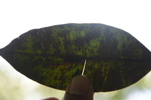 Image of Calophyllum polyanthum by (c) Siddarth Machado, some rights reserved (CC BY)