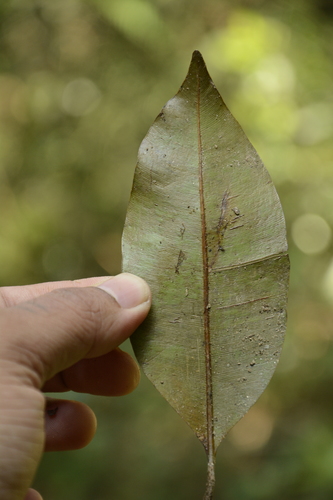 Image of Calophyllum polyanthum by (c) Siddarth Machado, some rights reserved (CC BY)