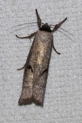 Pilostibes stigmatias