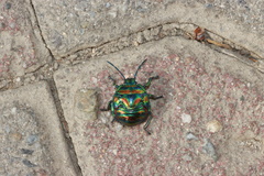 Poecilocoris splendidulus