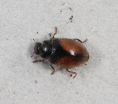Scymnus suturalis