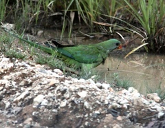 Polytelis swainsonii