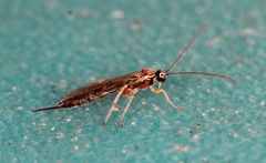 Tromatobia lineatoria
