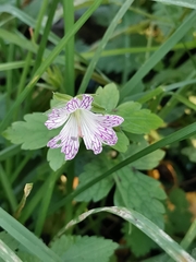 Geranium versicolor