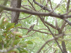 Cacomantis passerinus