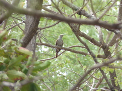 Cacomantis passerinus