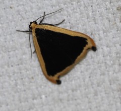 Termessa conographa
