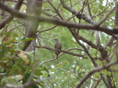 Cacomantis passerinus