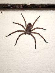 Barylestis