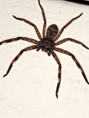 Barylestis