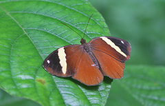 Xanthotaenia busiris