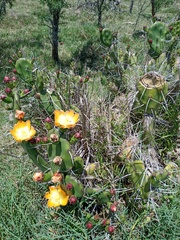 Opuntia rioplatense