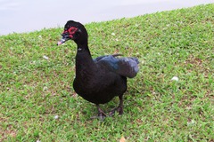 Cairina moschata