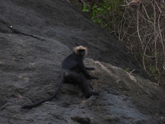 Semnopithecus johnii