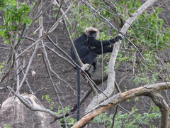 Semnopithecus johnii