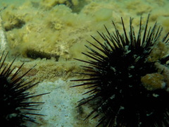 Pisidia