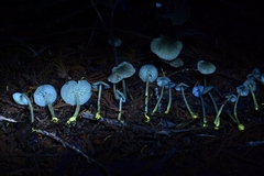Mycena quiniaultensis