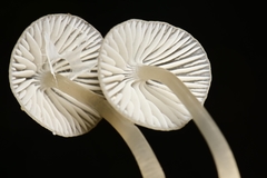 Mycena quiniaultensis