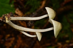 Mycena quiniaultensis