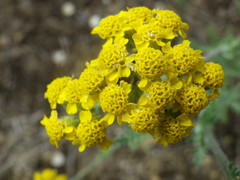 Achillea leptophylla